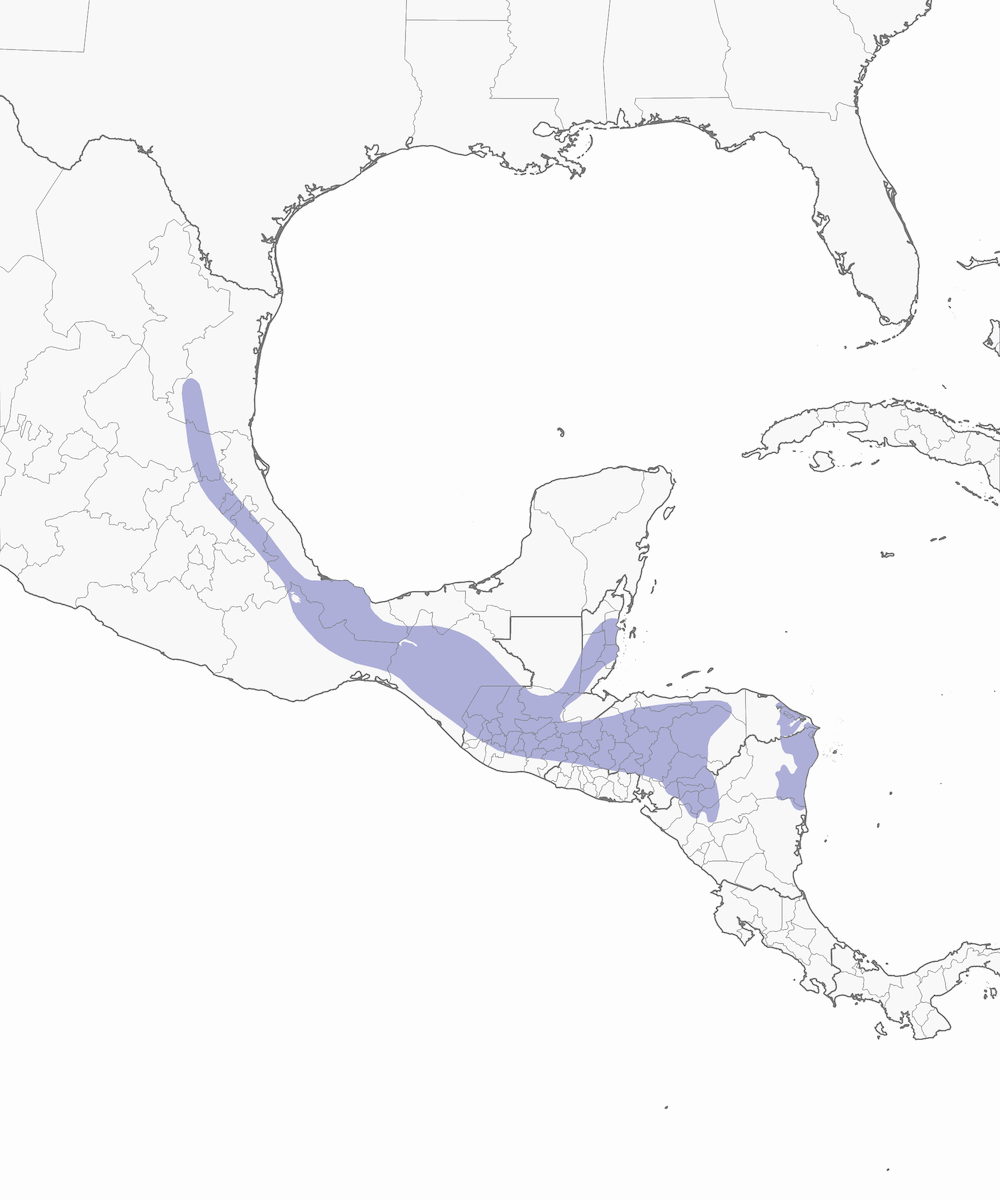 Colibrì dalla corona azzurra, Distribuzione 1