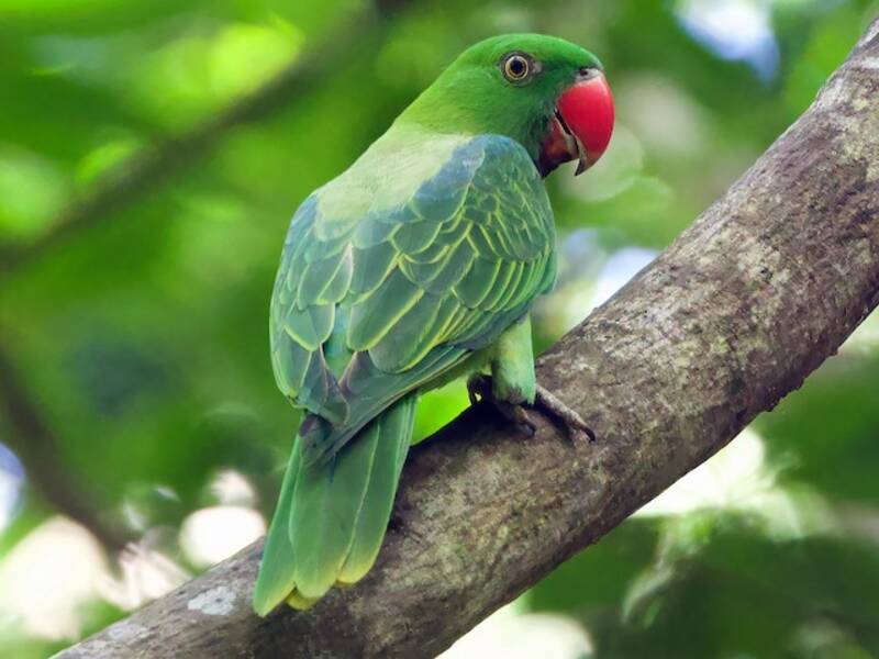 Azure-rumped Parrot