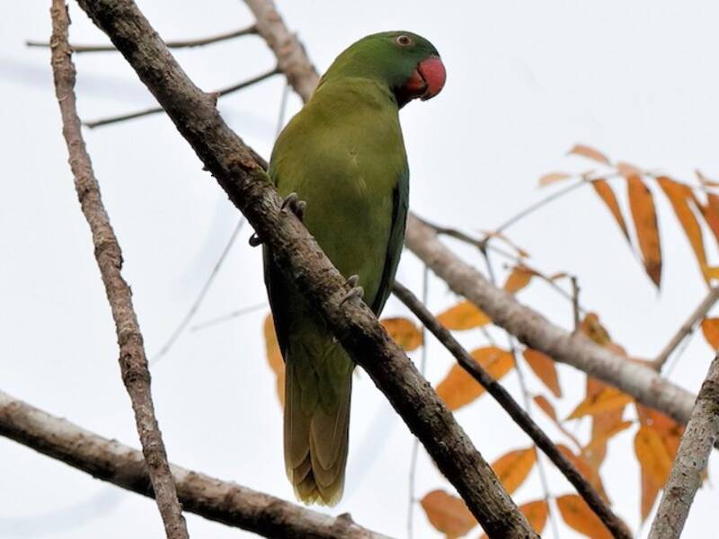 Azure-rumped Parrot, 照片 2