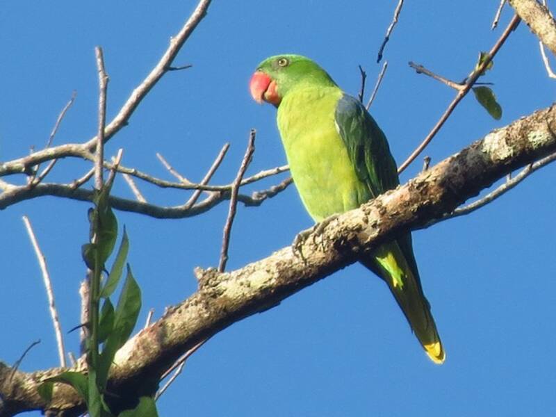 Azure-rumped Parrot, 照片 3