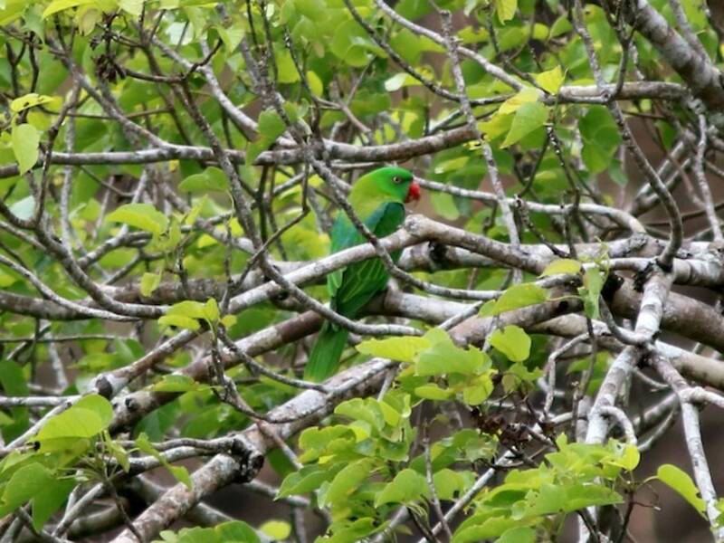 Azure-rumped Parrot, 照片 4