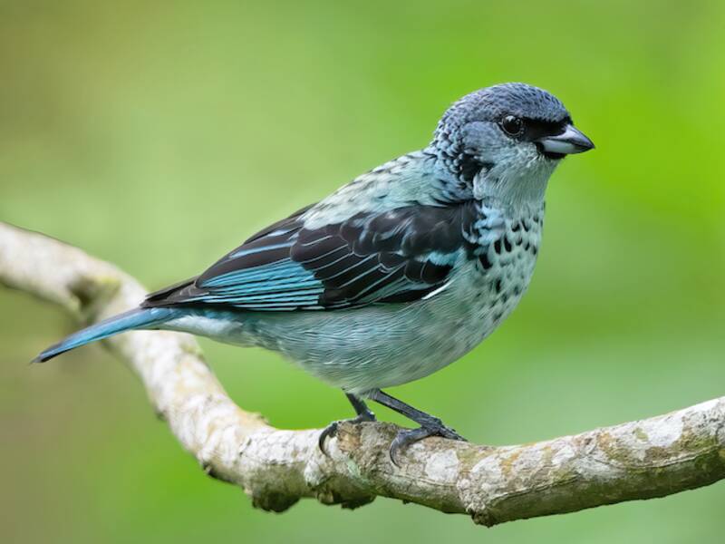 Tanagra dal groppone azzurro, Foto 3