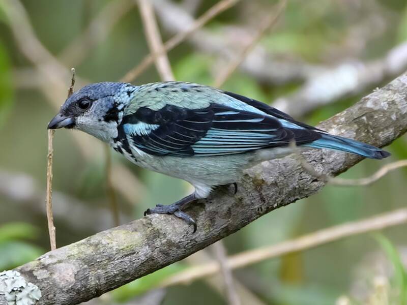 Tanagra dal groppone azzurro, Foto 2