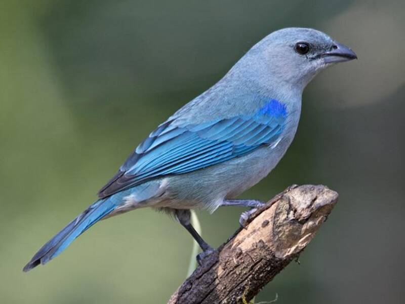 Tanagra dalle spalle azzurre, Foto 3
