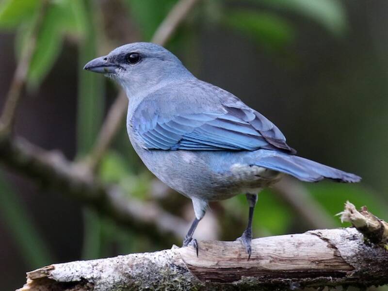 Tanagra dalle spalle azzurre, Foto 4