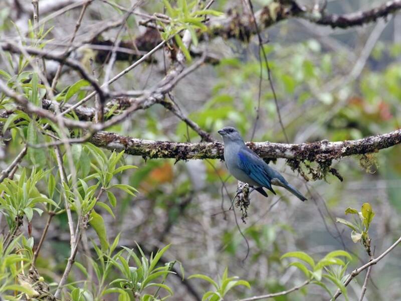 Tanagra dalle spalle azzurre, Foto 2