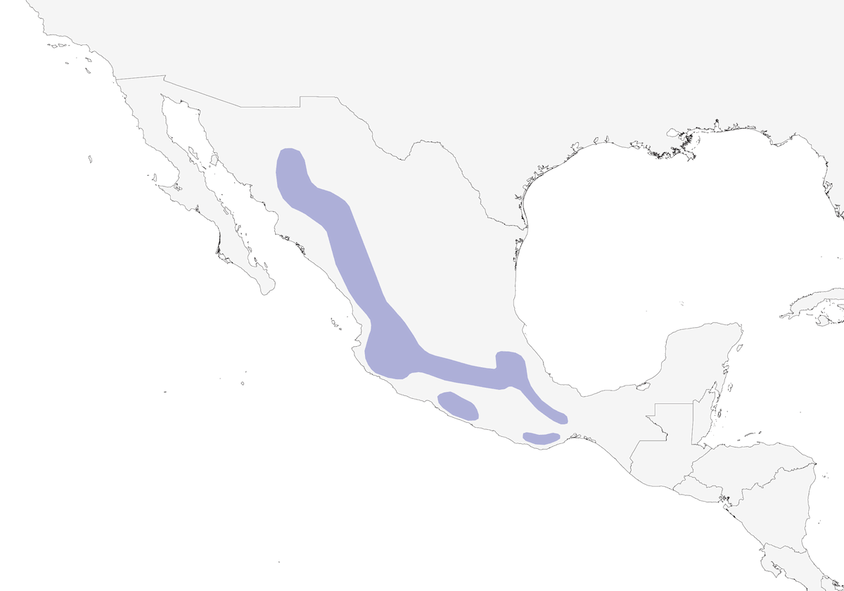 Zorzal Azteca, Distribución 1