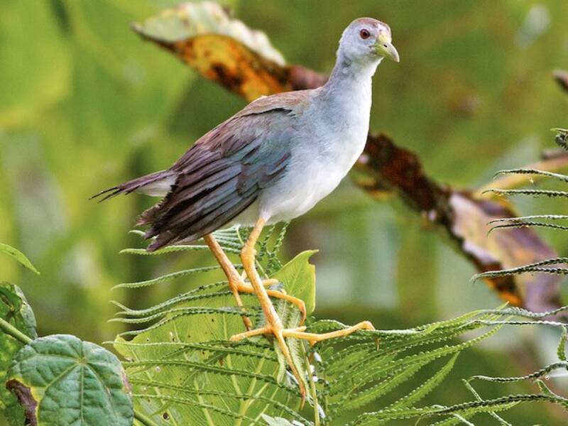 Azure Gallinule, 照片 2
