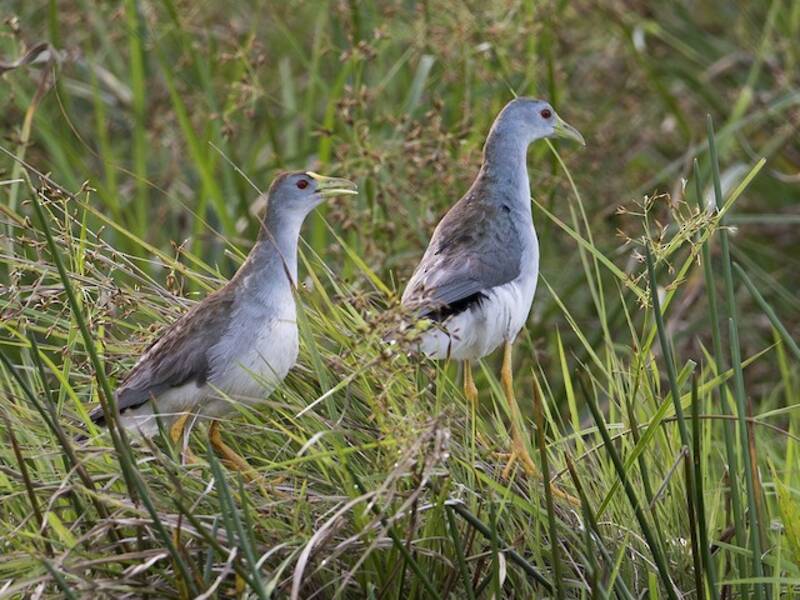 Azure Gallinule, 照片 3