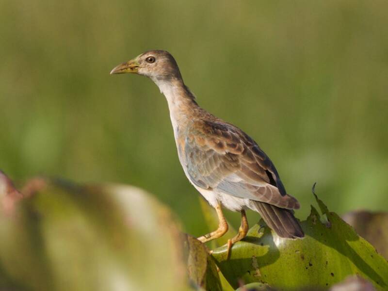 Azure Gallinule, 照片 4