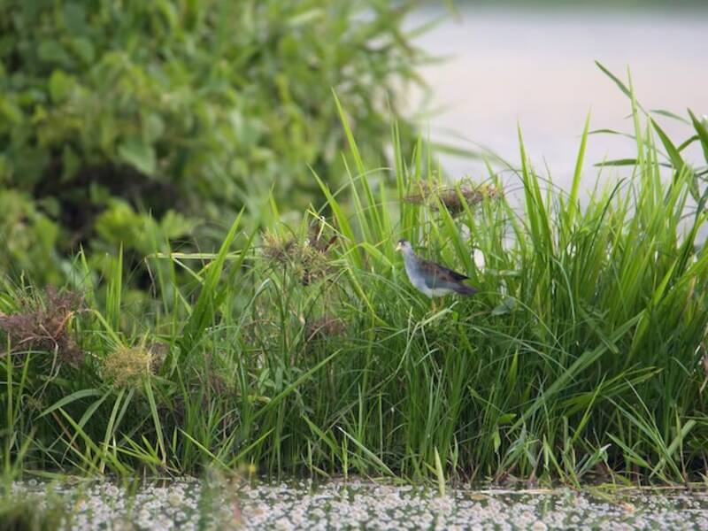 Azure Gallinule