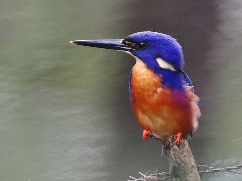 Azure Kingfisher, Photos 3