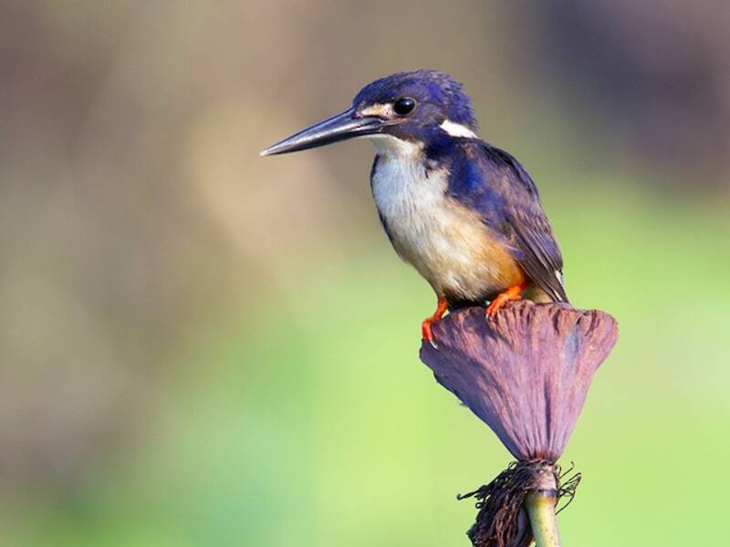 Azure Kingfisher, Photos 4