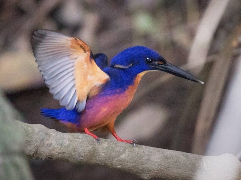 Azure Kingfisher