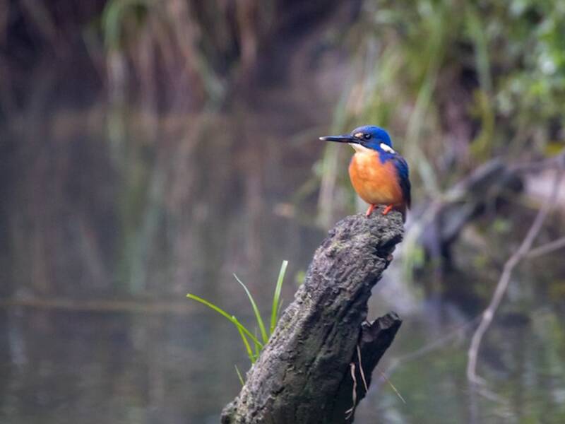 Azure Kingfisher, Photos 2