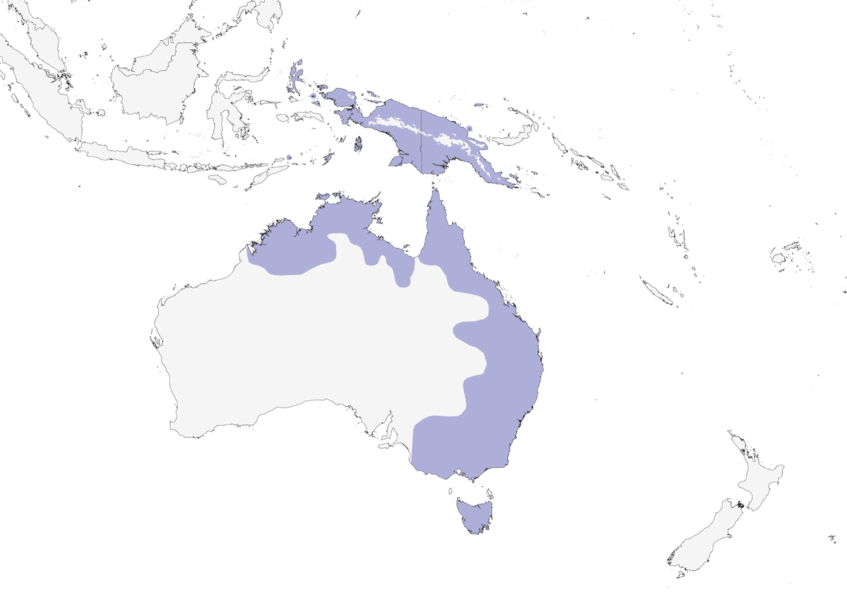 Azure Kingfisher, Distribution 1