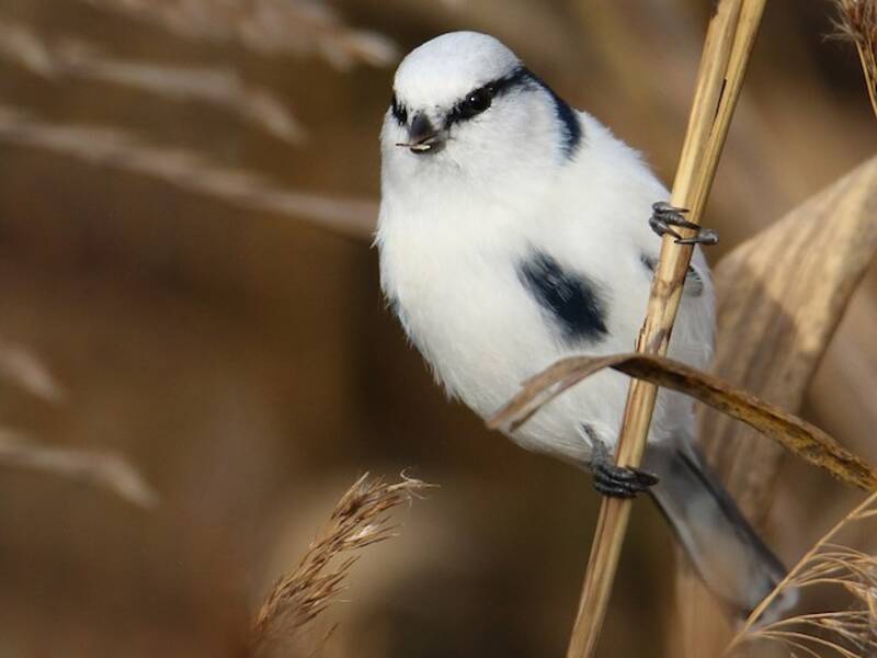 Azure Tit, Photos 4