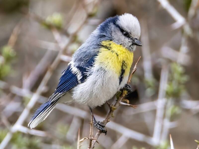 Azure Tit, Photos 2