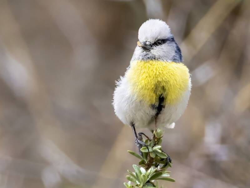 Mésange azurée