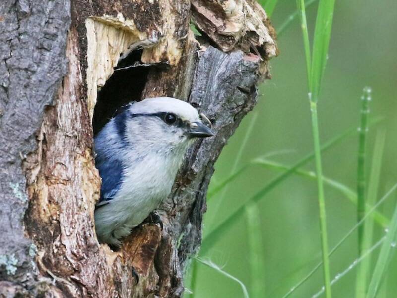 Azure Tit, Photos 3