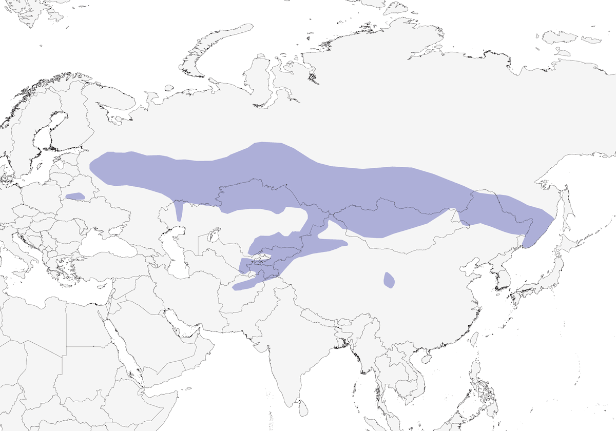Azure Tit, Distribution 1