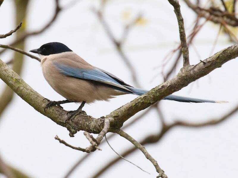 Pie bleue