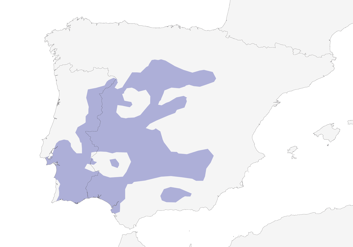 Rabilargo Ibérico, Distribución 1