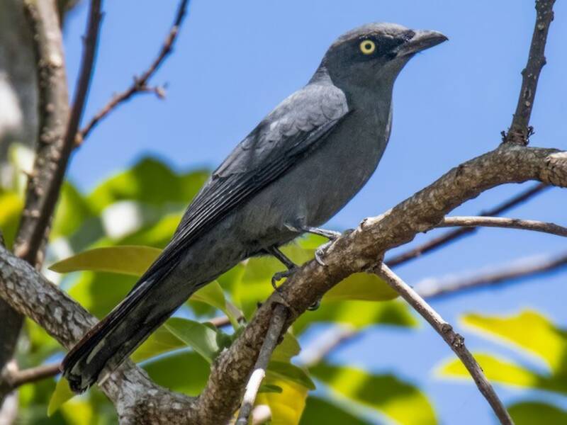 Oruguero de Mindoro