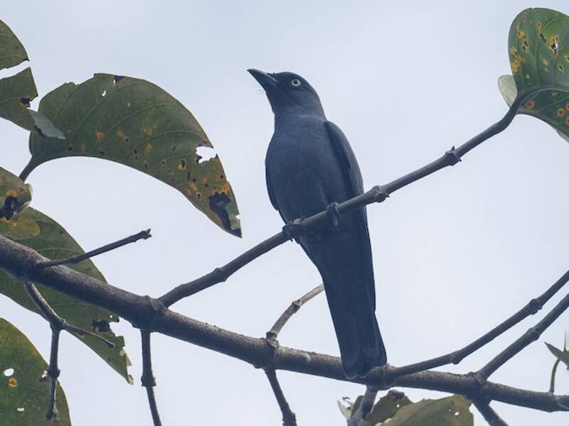Coracina di Mindoro, Foto 2