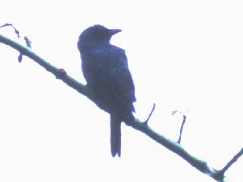 Sulu-Kuckuckswürger, Fotos 2