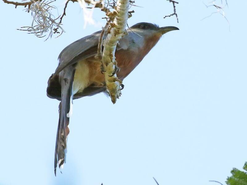 Bay-breasted Cuckoo