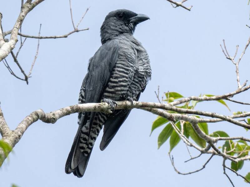 Visayan Cuckooshrike, Photos 3