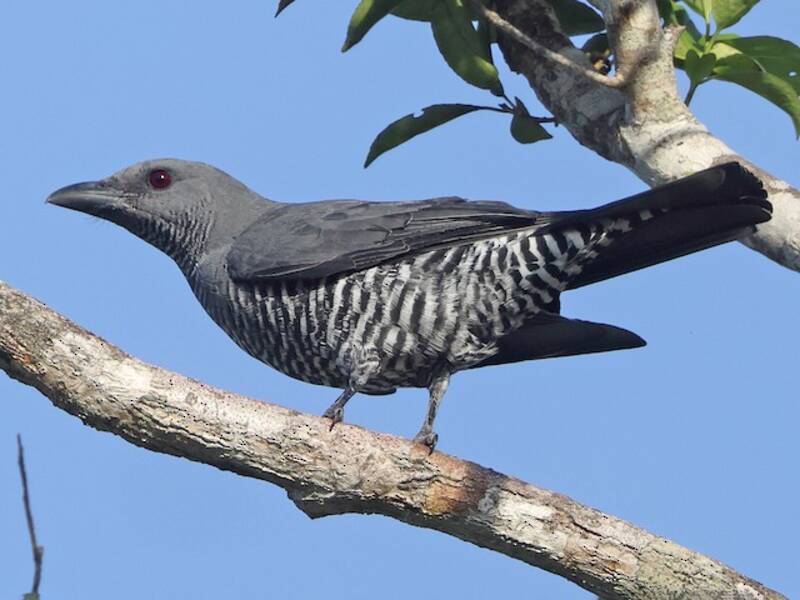 Visayan Cuckooshrike, Photos 2