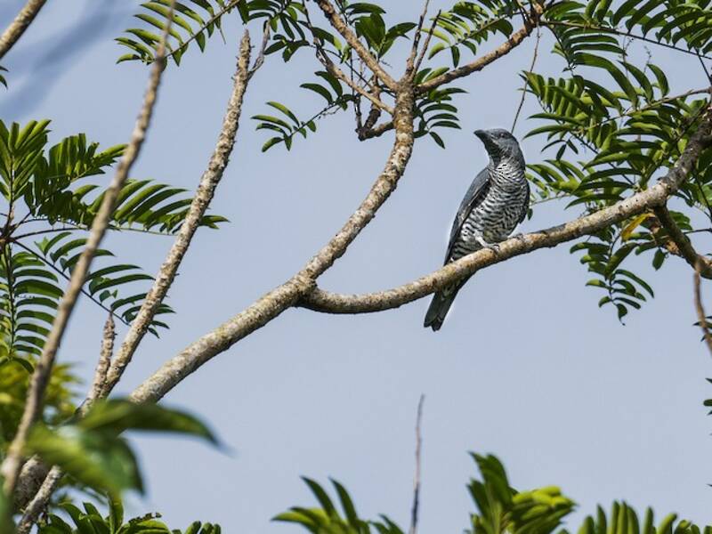 Visayan Cuckooshrike, Photos 4