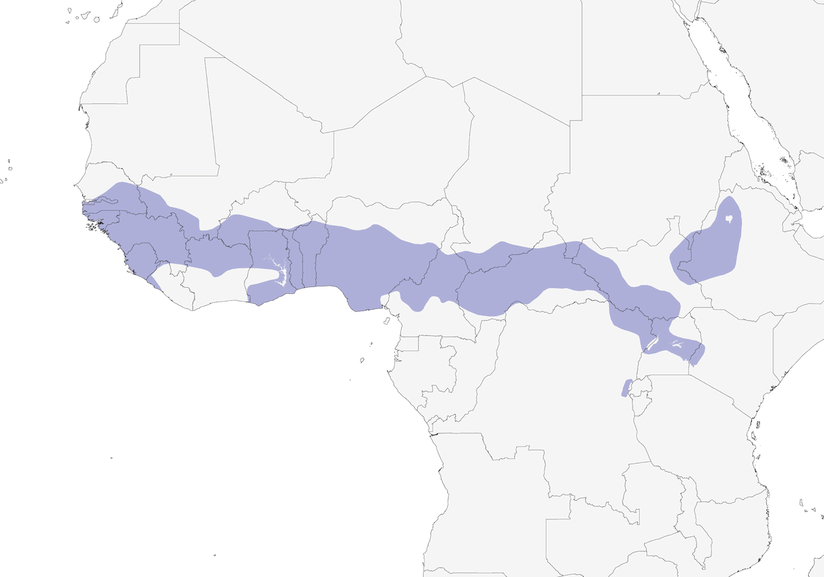 Amaranto pettobarrato, Distribuzione 1