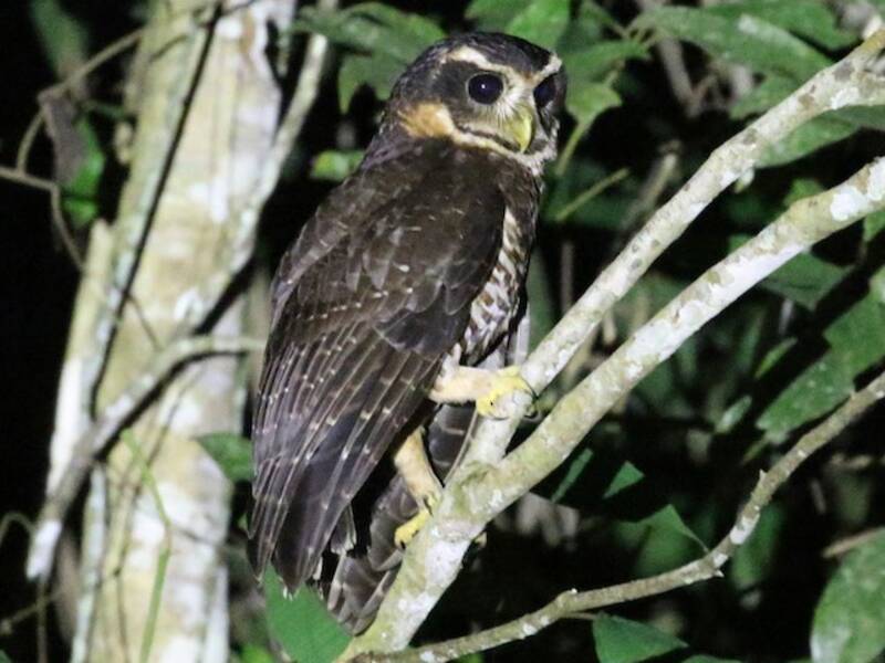 Band-bellied Owl, Photos 3