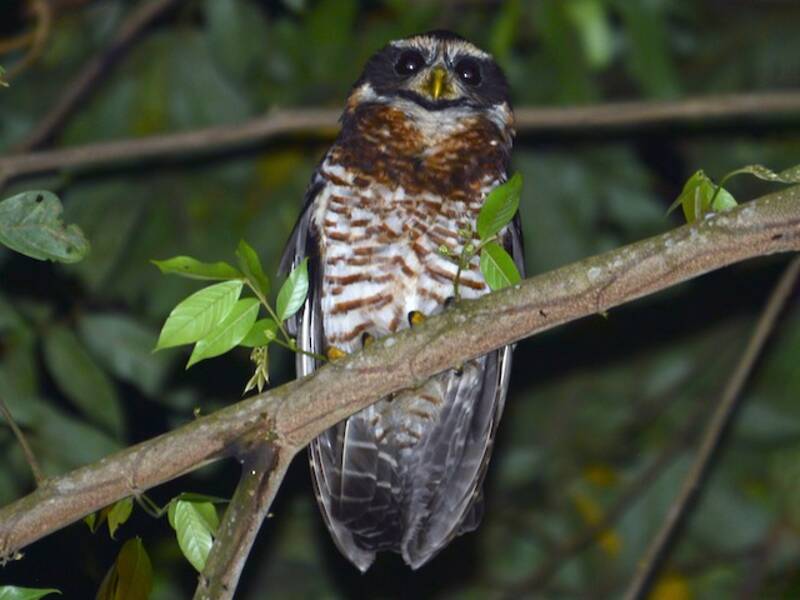 Band-bellied Owl, Photos 4