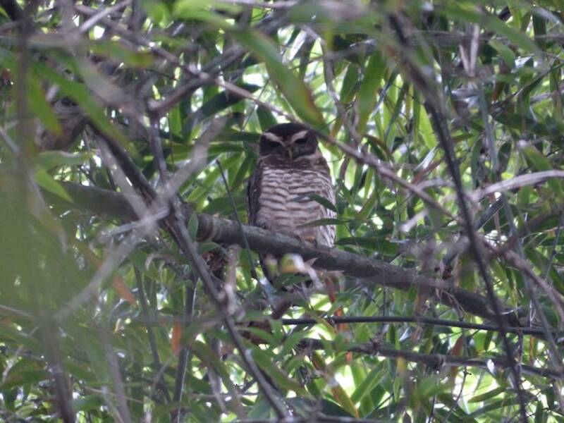 Band-bellied Owl, Photos 2