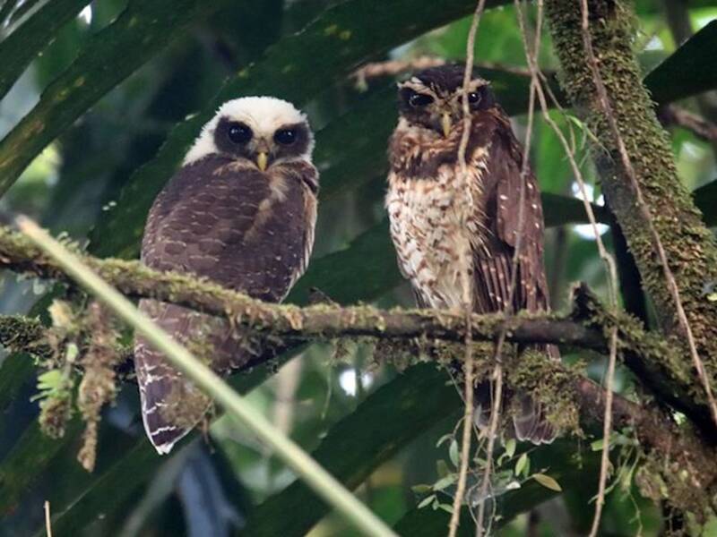 Band-bellied Owl