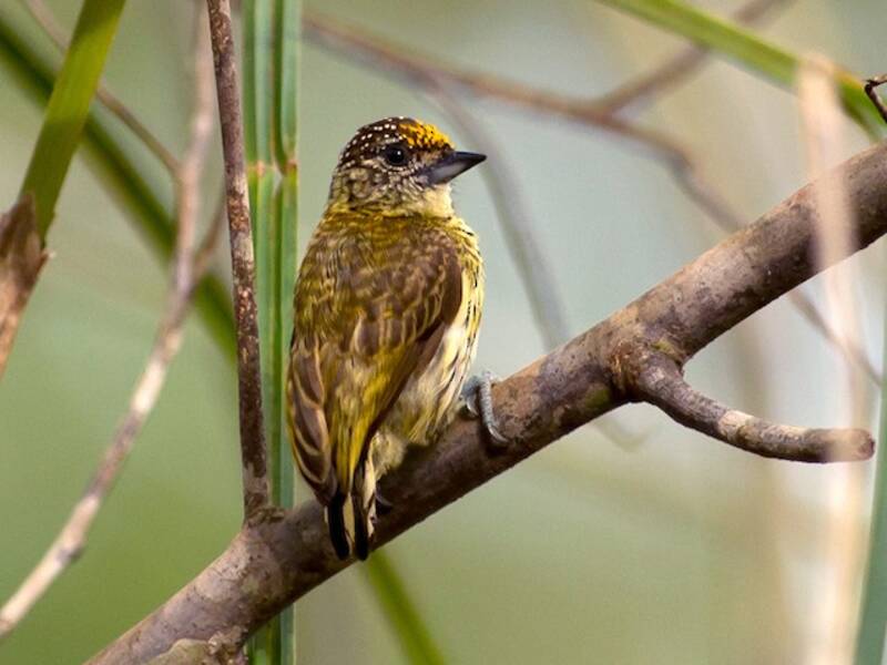 Bar-breasted Piculet, 照片 3
