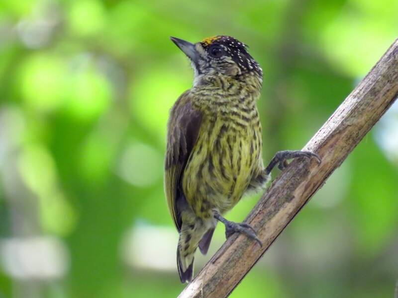 Bar-breasted Piculet, 照片 4