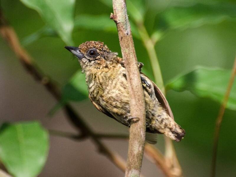Bar-breasted Piculet