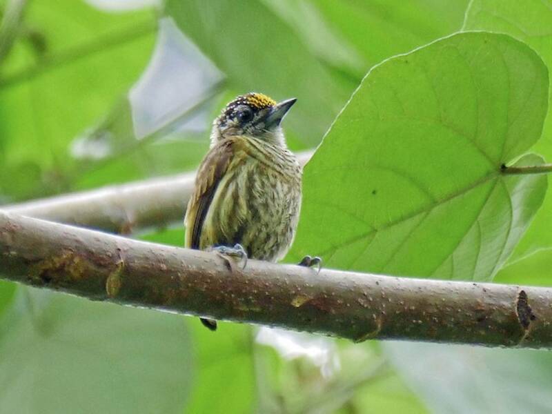 Bar-breasted Piculet, 照片 2