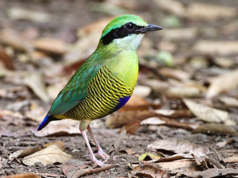 Pitta dal ventre fasciato, Foto 4