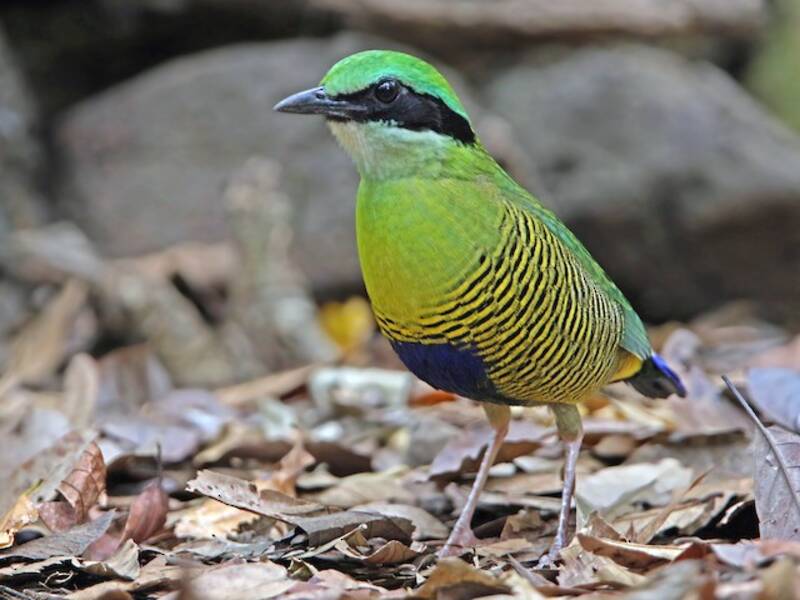 Pitta dal ventre fasciato, Foto 2