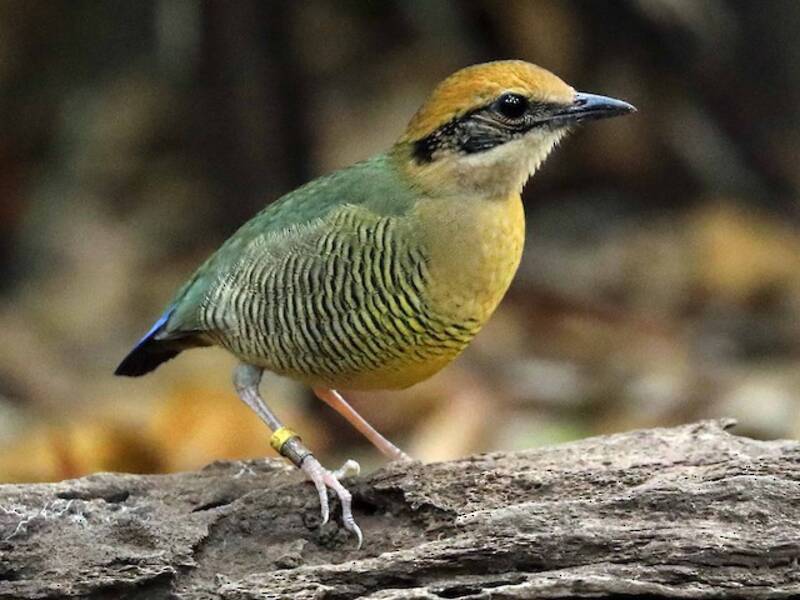Pitta dal ventre fasciato