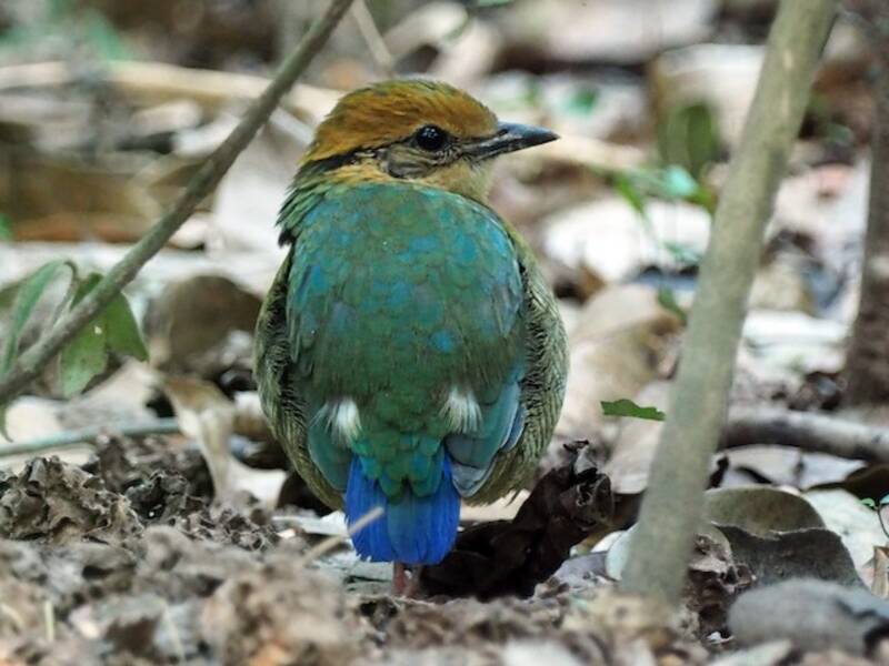 Pitta dal ventre fasciato, Foto 3