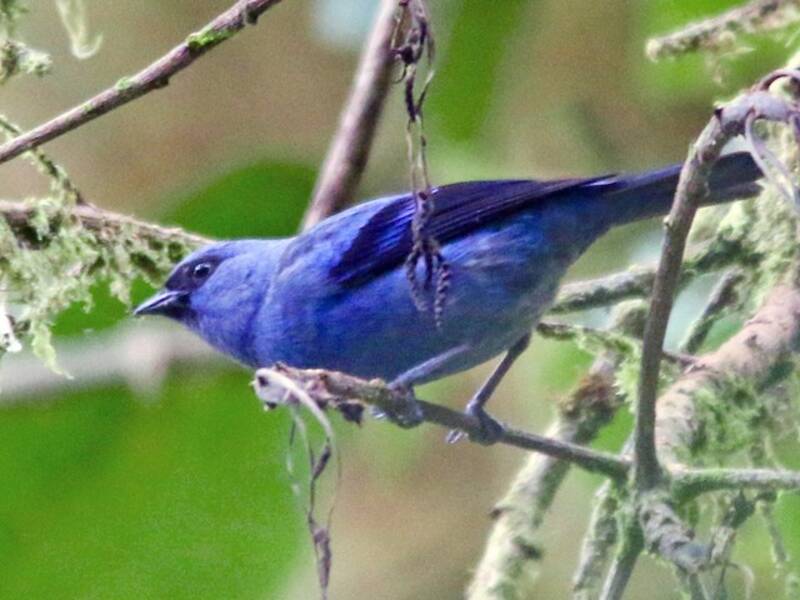 Tanagra blu e nera, Foto 2