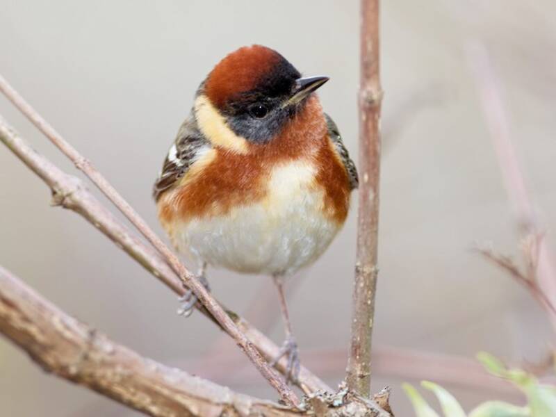 Bay-breasted Warbler, 照片 3