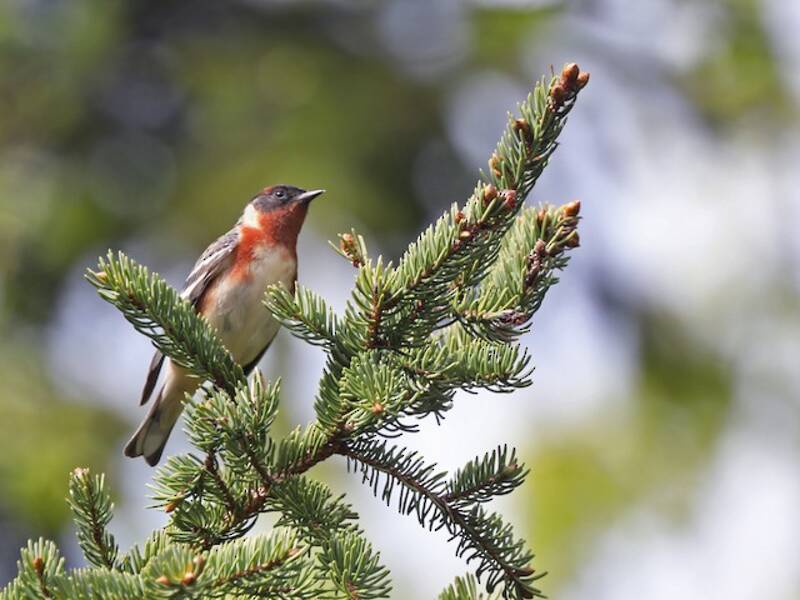 Bay-breasted Warbler, 照片 4